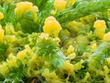 fuligo septica: Gelbe Lohblüte oder auch Hexenbutter genannt, ist weit verbreitet und meist von auffällig gelber Farbe. 